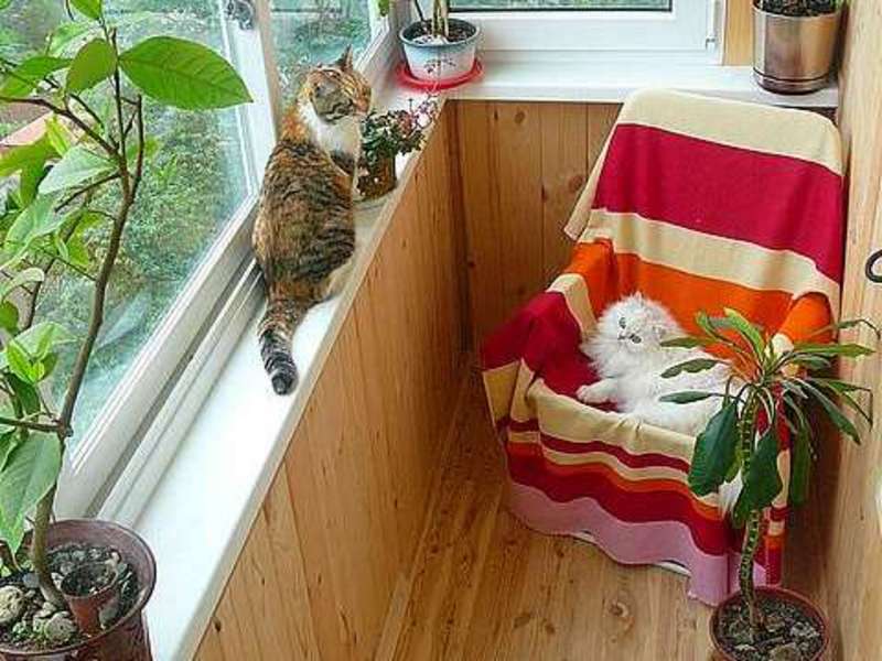 Методы избавления от голубей на балконе ecohouse-eg.com.