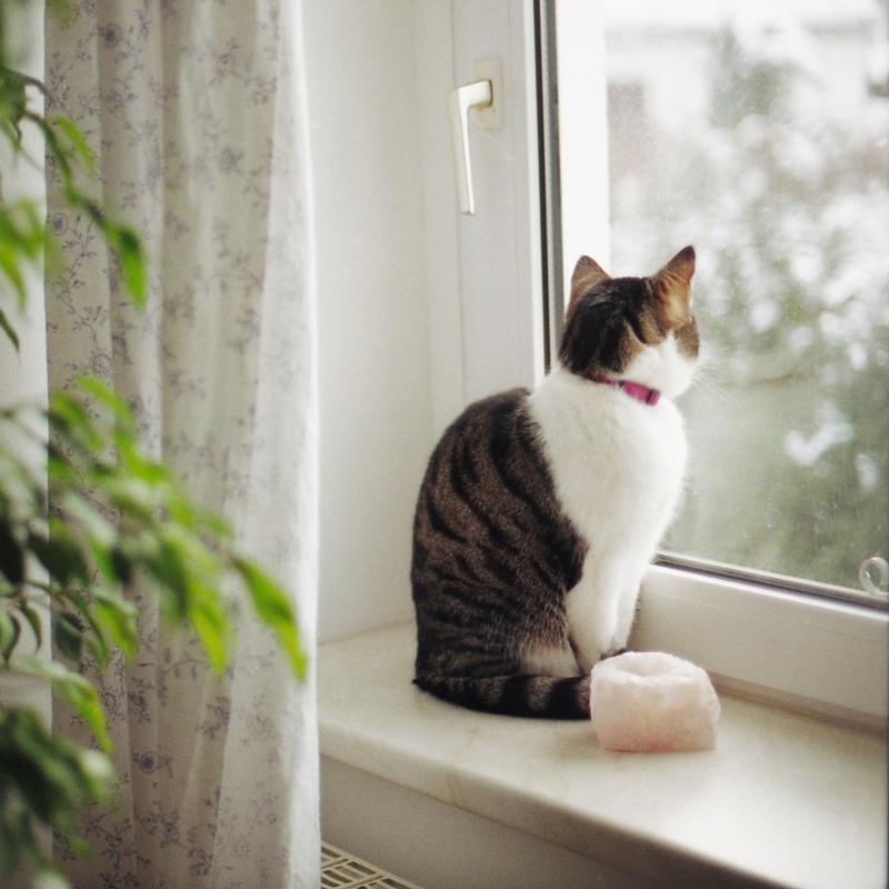 Window Safety For Our Pets Ecohouse Eg We Will Not Describe In Detail The Types Of Injuries As Our Goal Is Just To Prove That Your Windows Need Extra Protection If You Care Only About People